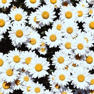 一级A片巜色情荒野
