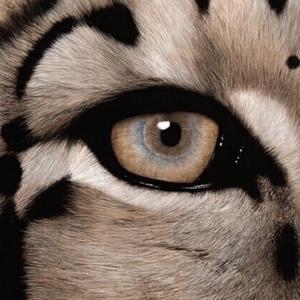 一级A片巜色情荒野
